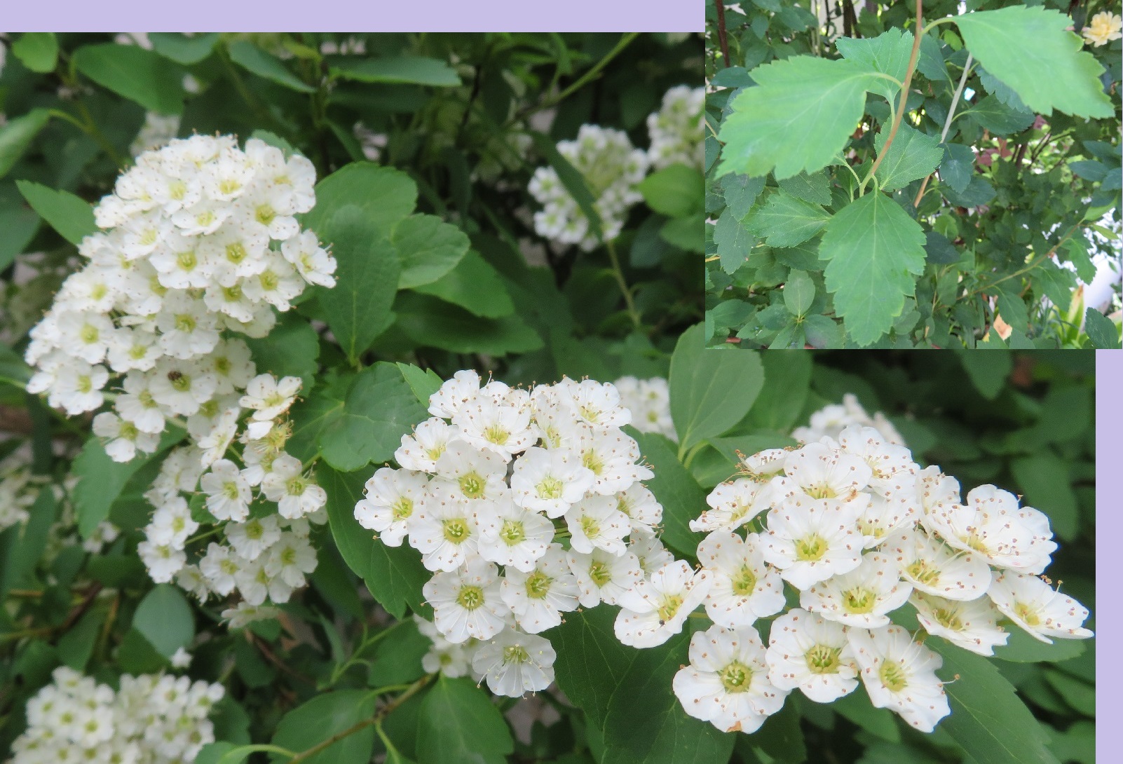 人生旅人 Tokyo 人生旅人 Tokyo